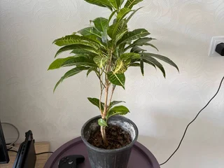 Кротон кодиеум 60 см