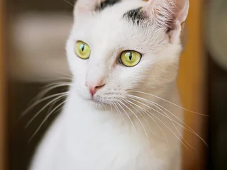 Кошка Тильда, 1 год