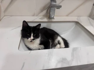 Котёнок мальчик