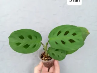 Marantha Kerchoveana