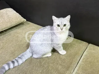 Кошка
