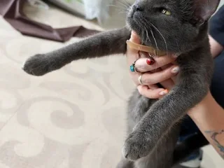 Кот