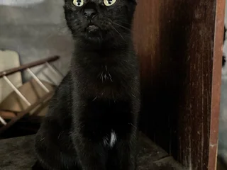 Черный котенок
