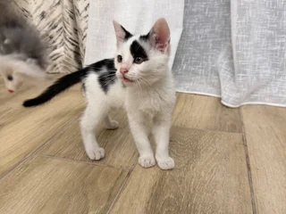 Котенок Патч в добрые руки