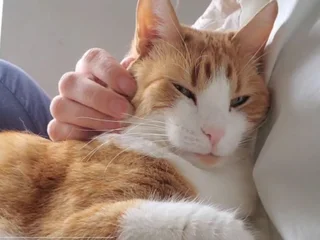 Услуги котоняни и петситтинга