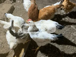 Курица