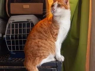 Кошка Тыковка в добрые руки