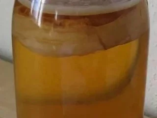 Чайный гриб