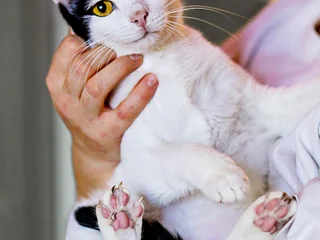 Кошечка Мерилин в добрые руки