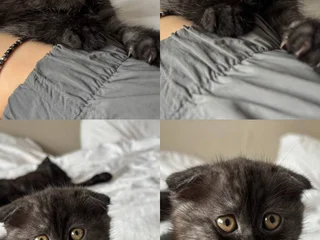 Британские котята