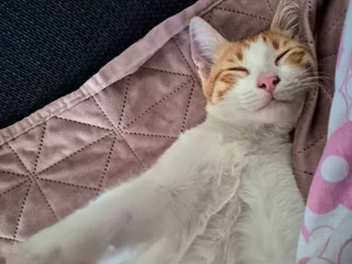 Кот Чипс в добрые руки