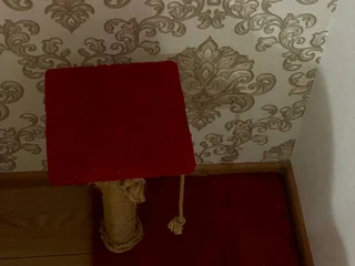 Кошачья когтеточка