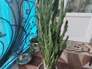 Кактус