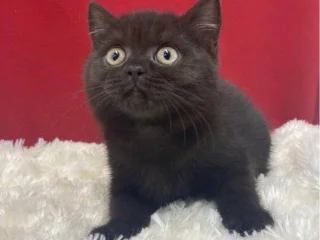 Котята британской породы