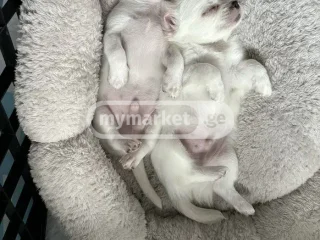 Собака