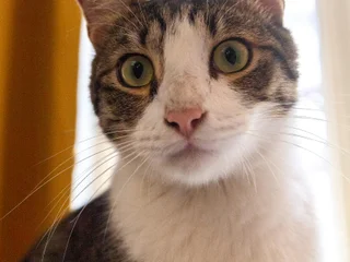 Котёнок Финдус