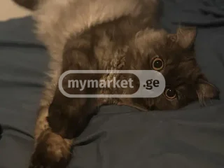 Кошка