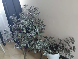 Кастрюля