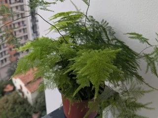 Растение аспарагус