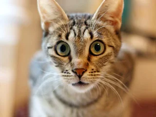 Кошка Альфа