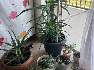 Горшки для цветов с растениями