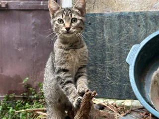 Котёнок Жорик в добрые руки