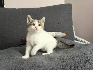 Котенок (девочка)