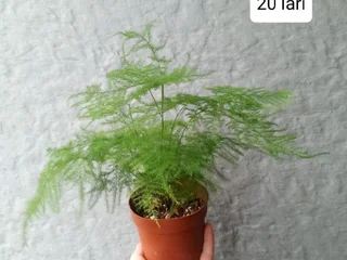 Marantha Kerchoveana