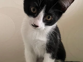 Котенок в добрые руки