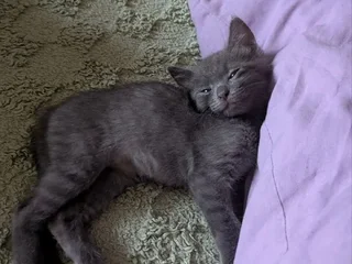 Котята