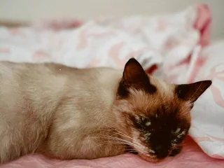 Сиамская кошка Лулу, 1 год