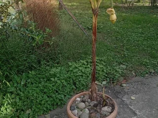 Банан