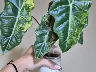 📦 **Alocasia Pseudo-Sanderiana Aurea Variegata**