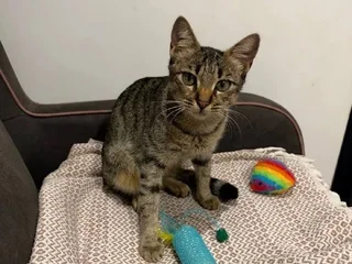 Кошечка Маша