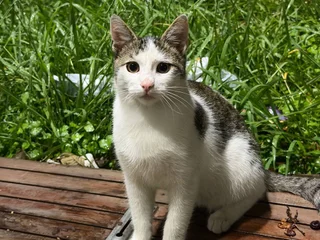 Кот в добрые руки