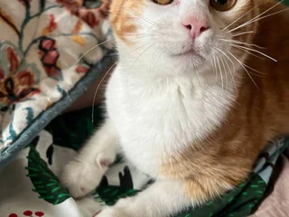 Кошка Фокси в добрые руки