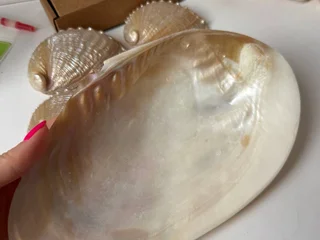 Ракушка большая