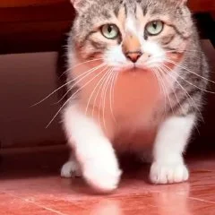 Кот Ломи в добрые руки