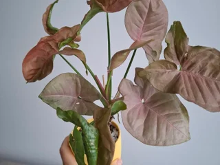 Сингониумы pink