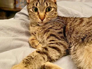 Кошка Альфа