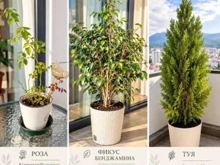 Комнатные и балконные цветы