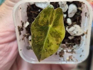 Детка Alocasia Pseudo-Sanderiana Aurea Variegata