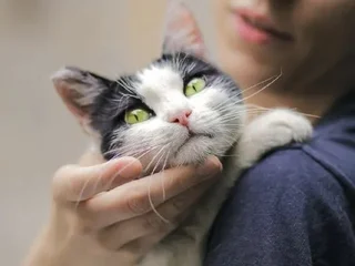 Кошка Булочка