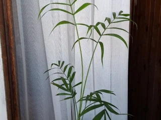 Хамедорея