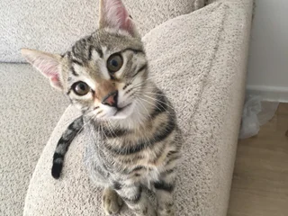 Котёнок Мишутка