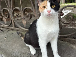 Кошка Ириска, трёхцветная