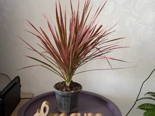 Драцена 3 шт 45 см