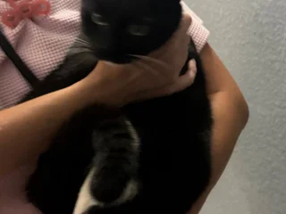 Кот