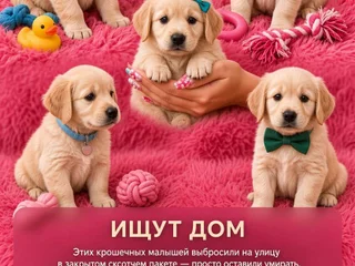 Щенки в добрые руки