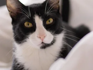Egyptian cat
